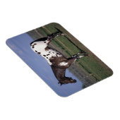 Magnet Flexible Appaloosa Cheval debout (Côté Droit)