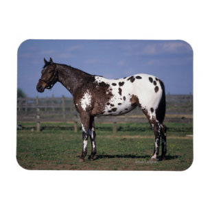 Magnet Flexible Appaloosa Cheval debout