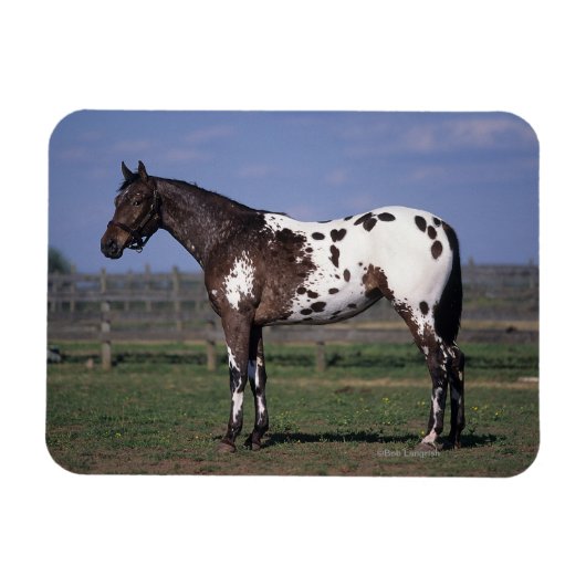 Magnet Flexible Appaloosa Cheval debout (Horizontal)