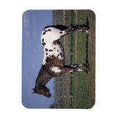 Magnet Flexible Appaloosa Cheval debout (Vertical)