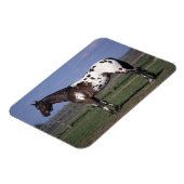 Magnet Flexible Appaloosa Cheval debout (Côté Gauche)