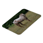 Magnet Flexible Appaloosa Cheval debout dans l'herbe (Côté Gauche)