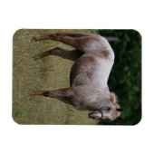Magnet Flexible Appaloosa Cheval debout dans l'herbe (Horizontal)