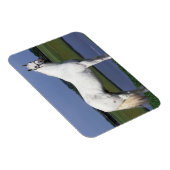 Magnet Flexible Appaloosa Horse (Côté Droit)