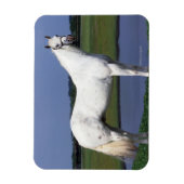 Magnet Flexible Appaloosa Horse (Vertical)