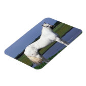 Magnet Flexible Appaloosa Horse (Côté Gauche)