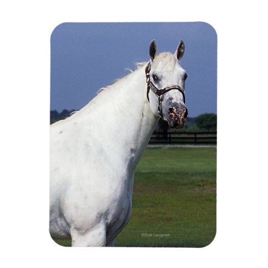 Magnet Flexible Appaloosa Horse (Vertical)