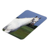 Magnet Flexible Appaloosa Horse (Côté Gauche)