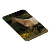 Magnet Flexible Appaloosa Horse debout au bord du lac (Côté Droit)