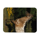 Magnet Flexible Appaloosa Horse debout au bord du lac (Horizontal)