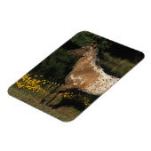 Magnet Flexible Appaloosa Horse debout au bord du lac (Côté Gauche)