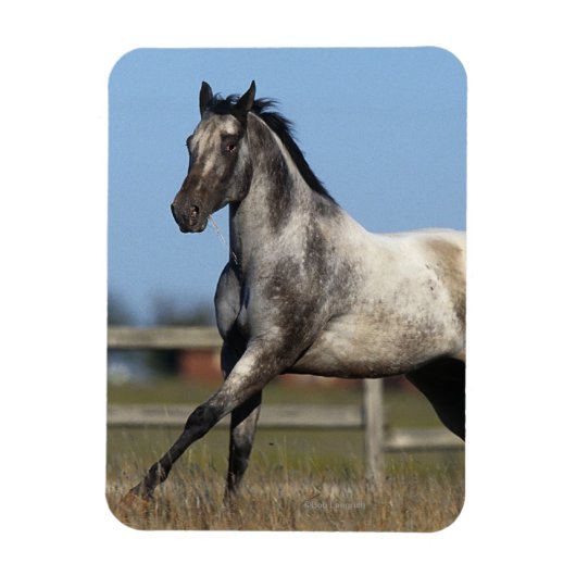 Magnet Flexible Appaloosa Horse Running 3 (Vertical)