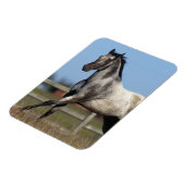 Magnet Flexible Appaloosa Horse Running 3 (Côté Gauche)