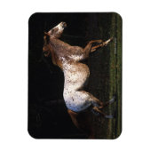 Magnet Flexible Appaloosa Horse Running 4 (Vertical)