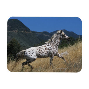 Magnet Flexible Appaloosa Horse Running up Mountain