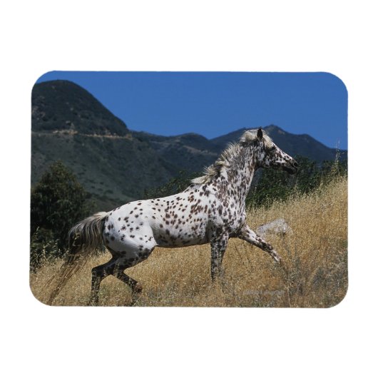 Magnet Flexible Appaloosa Horse Running up Mountain (Horizontal)