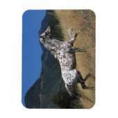 Magnet Flexible Appaloosa Horse Running up Mountain (Vertical)