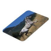 Magnet Flexible Appaloosa Horse Running up Mountain (Côté Gauche)