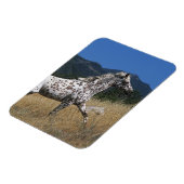 Magnet Flexible Appaloosa Horse Running up Mountain (Côté Gauche)