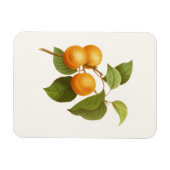 Magnet Flexible Apricots orange vintage (Horizontal)