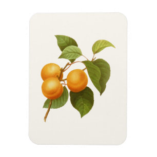 Magnet Flexible Apricots orange vintage