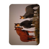 Magnet Flexible Arabes au coucher du soleil (Vertical)