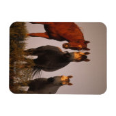 Magnet Flexible Arabes au coucher du soleil (Horizontal)