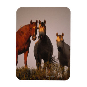Magnet Flexible Arabes au coucher du soleil