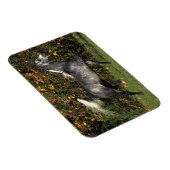 Magnet Flexible Arabes en course : Automne (Côté Droit)