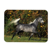 Magnet Flexible Arabes en course : Automne (Horizontal)