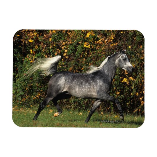 Magnet Flexible Arabes en course : Automne (Horizontal)