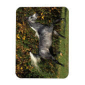 Magnet Flexible Arabes en course : Automne (Vertical)