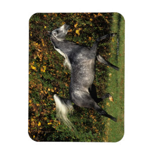 Magnet Flexible Arabes en course : Automne