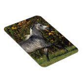 Magnet Flexible Arabes en course : Automne (Côté Droit)