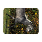 Magnet Flexible Arabes en course : Automne (Horizontal)