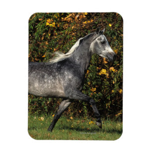 Magnet Flexible Arabes en course : Automne