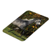 Magnet Flexible Arabes en course : Automne (Côté Gauche)