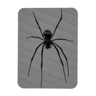 Magnet Flexible Araignée 3"" aimant x4