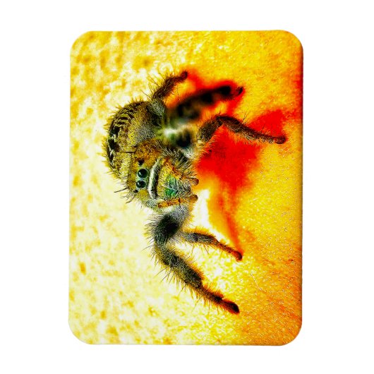 Magnet Flexible Araignée saut texane (Vertical)