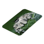 Magnet Flexible Araignée sauteuse Metaphid (Côté Gauche)