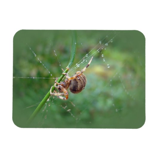 Magnet Flexible Araneus - Orb Weaver Spider (Horizontal)