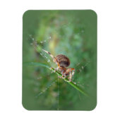 Magnet Flexible Araneus - Orb Weaver Spider (Vertical)