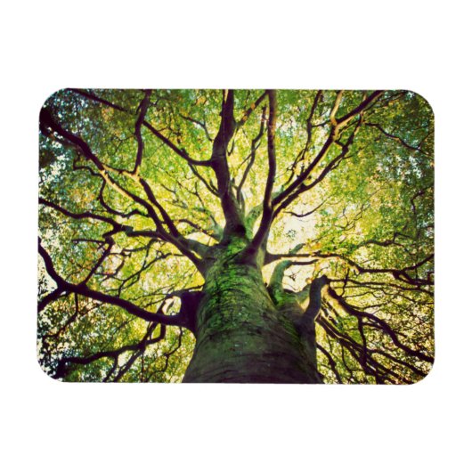 Magnet Flexible Arborescence (Horizontal)