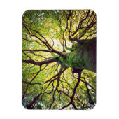 Magnet Flexible Arborescence (Vertical)