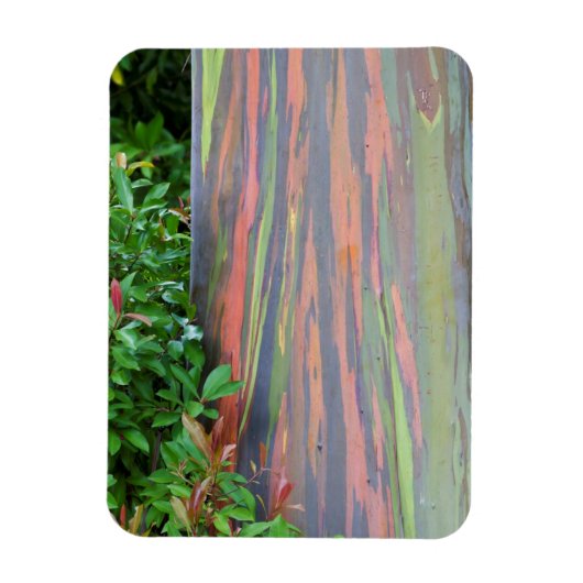 Magnet Flexible Arbre à eucalyptus arc-en-ciel (Vertical)