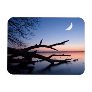 Magnet Flexible Arbre au lac de Starnberg Muensing Bavière Allem