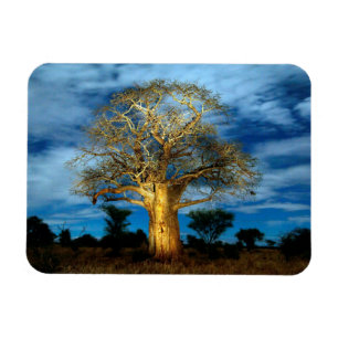 Magnet Flexible Arbre Baobab (Adansonia) illuminé par la lune
