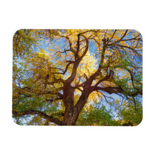 Magnet Flexible Arbre de Cottonwood Parc national de Capitol Ree