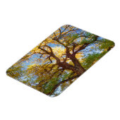 Magnet Flexible Arbre de Cottonwood | Parc national du récif du Ca (Côté Gauche)