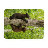 Magnet Flexible Arbre d'Escalades de l'ours noir (Horizontal)